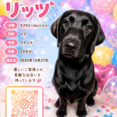 ラブラドールレトリバー