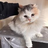 スコティッシュフォールド