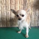 チワワ(ロング)