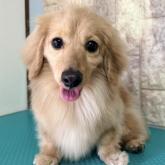 ミニチュアダックスフンド(ロング)