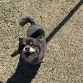 チワワ(ロング)