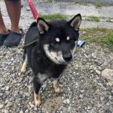 柴犬