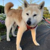 柴犬
