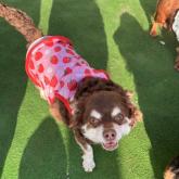 チワワ(ロング)