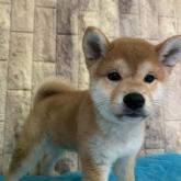 柴犬