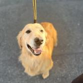 ゴールデンレトリバー