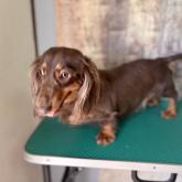 ミニチュアダックスフンド(ロング)