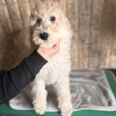 スタンダードプードル