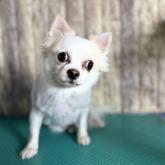 チワワ(ロング)