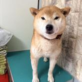 柴犬