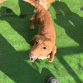 ミニチュアダックスフンド(ロング)