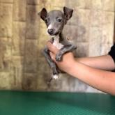 イタリアングレーハウンド