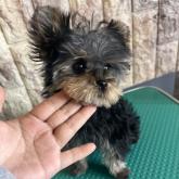 ヨークシャーテリア