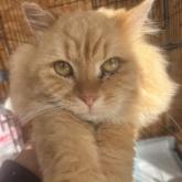 スコティッシュフォールド