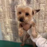 ヨークシャーテリア