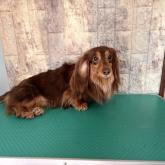 ミニチュアダックスフンド(ロング)