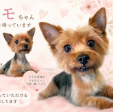 ヨークシャーテリア