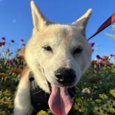 柴犬