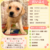 雑種