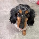 ミニチュアダックスフンド(ロング)