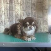 チワワ(ロング)