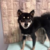 柴犬