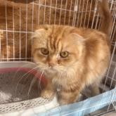 スコティッシュフォールド