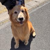 ゴールデンレトリバー