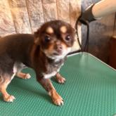 チワワ(ロング)