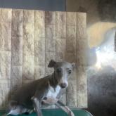 イタリアングレーハウンド