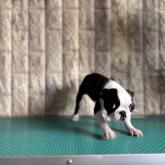 ボストンテリア