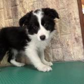 ボーダーコリー