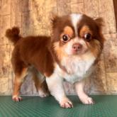 チワワ(ロング)