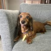 ミニチュアダックスフンド(ロング)