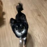 チワワ(ロング)