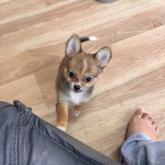 雑種