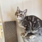 アメリカンショートヘア