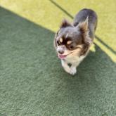 チワワ(ロング)