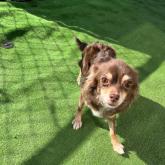 チワワ(ロング)