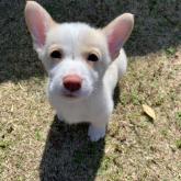 ウェルシュ・コーギー・ペンブローク