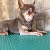 チワワ(スムース)