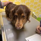 ミニチュアダックスフンド(ロング)