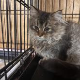 スコティッシュフォールド