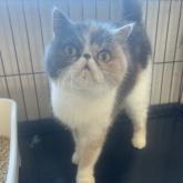 エキゾチックショートヘア