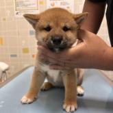 柴犬