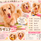 ミニチュアダックスフンド(ロング)