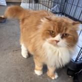 スコティッシュフォールド