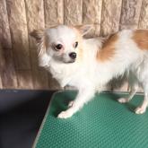 チワワ(ロング)