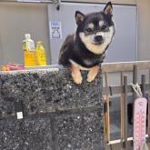 柴犬