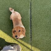 ミニチュアダックスフンド(ロング)